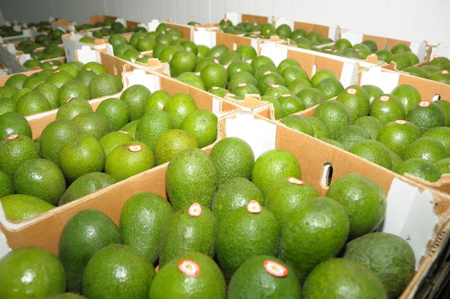 Exportaci N De Palta Peruana Sigue Creciendo Por Cuarto A O Consecutivo