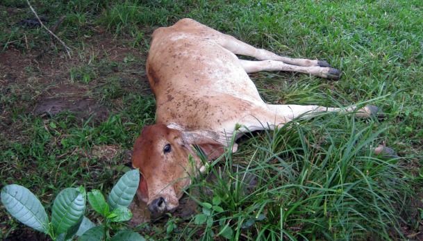 Recomiendan a la población tomar precauciones al consumir carnes.