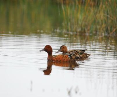 pantanos_villa_maria_patos_silvestres