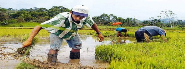 agricultores-arroceros-portada