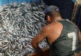 Las cifras son desalentadoras, con poco más de tres mil toneladas de captura de anchoveta, Ancash ocupa el séptimo lugar.