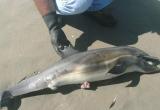 15 mil delfines desaparecen anualmente en nuestras costas del Mar Pacífico, debido a la pesca ilegal. foto: La republica