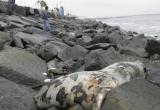 Dos lobos marinos muertos están varados en el malecón Grau hace una semana.