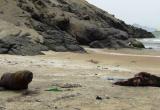 Deprimente situación en que se encuentran lobos marinos en nuestras playas.