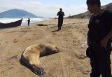 foto: Serenazgo Nuevo Chimbote