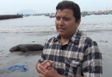 Julio Balta rechazó la matanza de lobos marinos y dijo que estarán atentos para identificar a los depredadores de especies marinas.