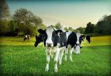 ¿Cuál o cuáles son tus vacas?, luego poco a poco deséchalas. Foto: Internet