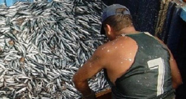 Las cifras son desalentadoras, con poco más de tres mil toneladas de captura de anchoveta, Ancash ocupa el séptimo lugar.