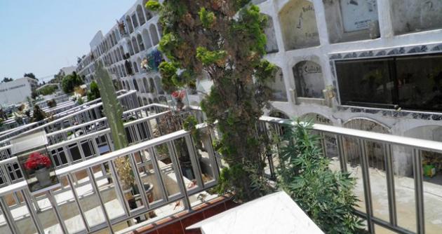Marihuana en el cementerio "Divino Maestro".