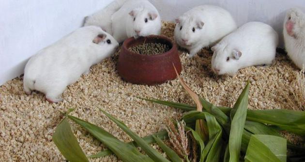 Foto: cortesía
