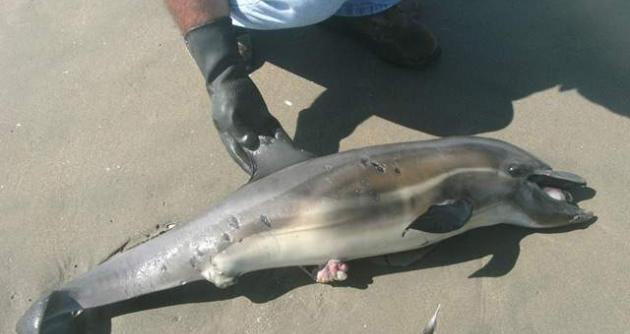 15 mil delfines desaparecen anualmente en nuestras costas del Mar Pacífico, debido a la pesca ilegal. foto: La republica
