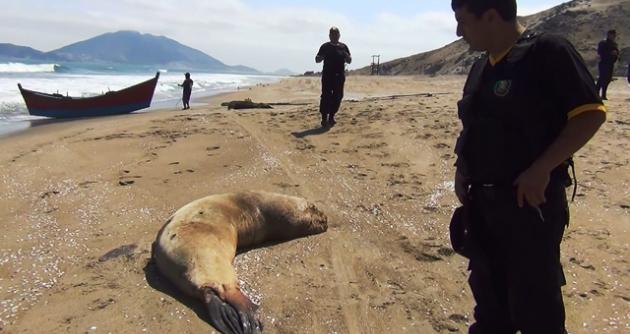 foto: Serenazgo Nuevo Chimbote
