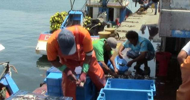 Los pescadores y armadores para consumo humano directo piden que no se decrete veda en su sector.