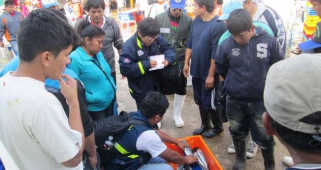 En Áncash también se incautó caballa en tallas juveniles. foto: Andina