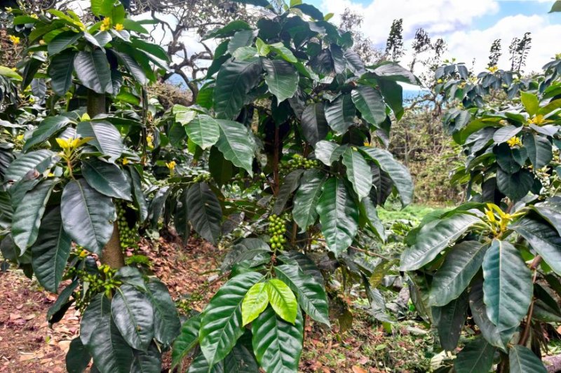 Identifican genotipos de café de taza tolerantes a la roya amarilla y de alta calidad