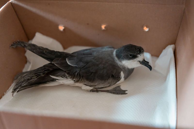 Serfor pide especial cuidado ante el hallazgo de golondrinas costeras en Huaraz