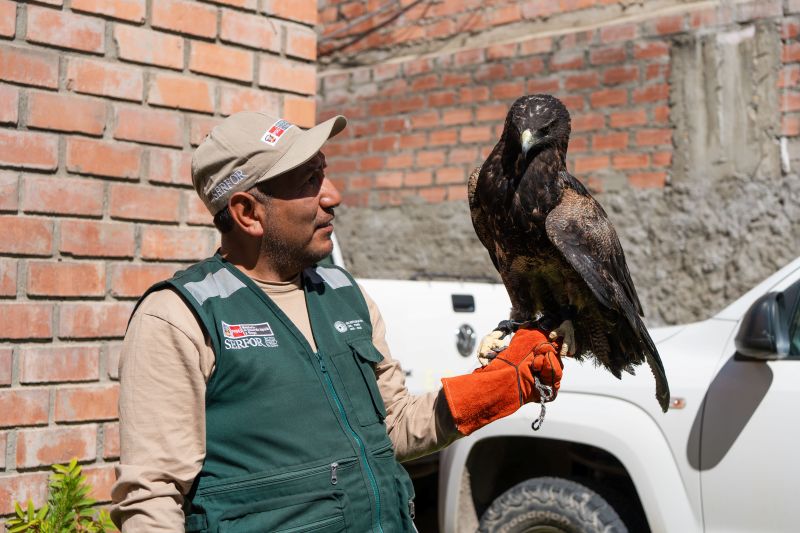 Serfor recupera aguilucho encontrado en una vivienda en Huaraz