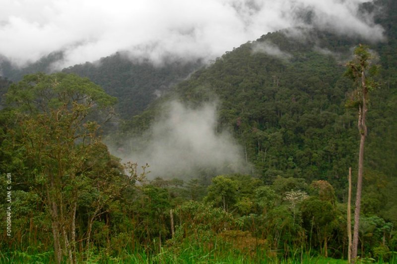 Descubren en Cajamarca especie de anfibio nunca antes registrada en Perú