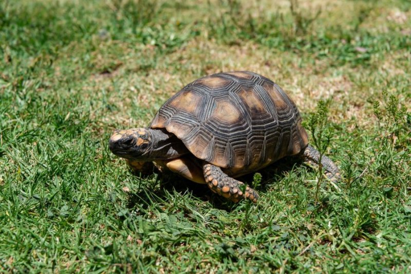 Policía Nacional y Serfor recuperan 11 tortugas silvestres en restaurante en Chimbote