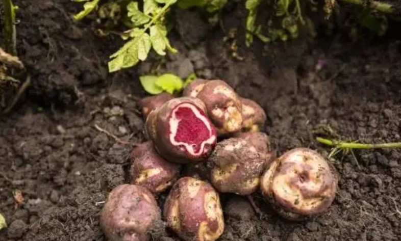 Día de la Papa: cultivo mueve economía agrícola, pero cambio climático lo afecta