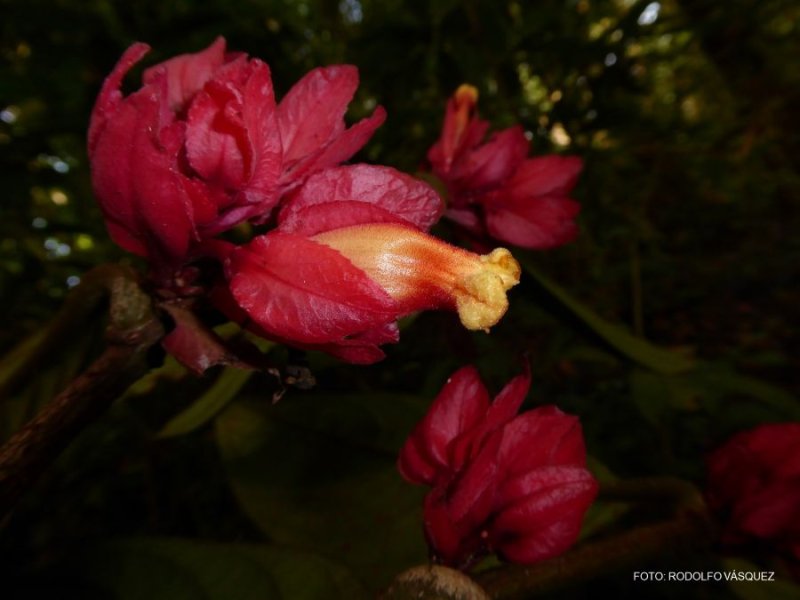 Descubren nueva especie de planta en la selva central del Perú: Drymonia crassolobulata