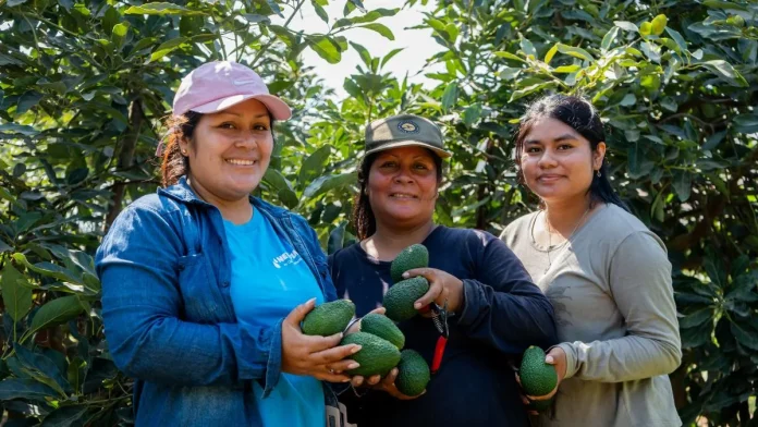 Productores del Valle Fortaleza logran exportar 327 toneladas de palta hass de Áncash