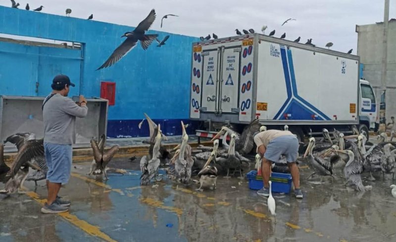 Cientos de pelícanos que llegaron a los muelles de Chimbote en busca de comida son alimentados por los pescadores