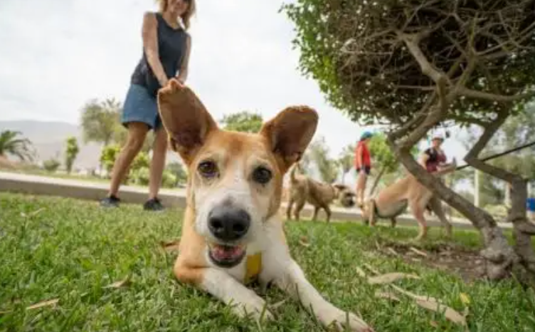 Día del Perro: claves para proteger a tu mascota y afrontar cualquier imprevisto