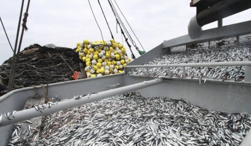 El Niño Costero: ¿cómo cambiará la distribución de especies marinas en el Perú?