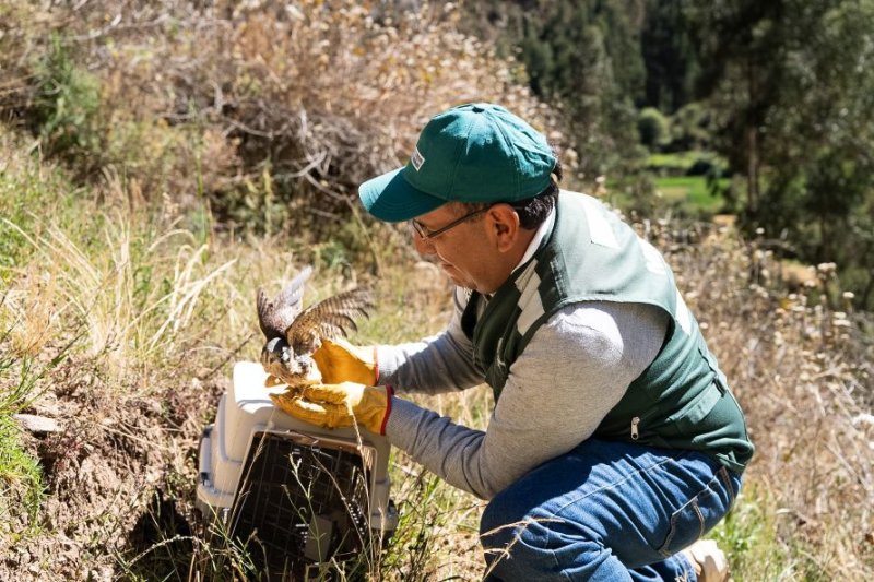 Áncash: Serfor libera a cernícalo tras culminar exitosamente su proceso de rehabilitación