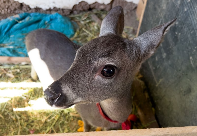 Serfor recupera venado de cola blanca y ejemplar taxidermizado en la provincia de Mariscal Luzuriaga