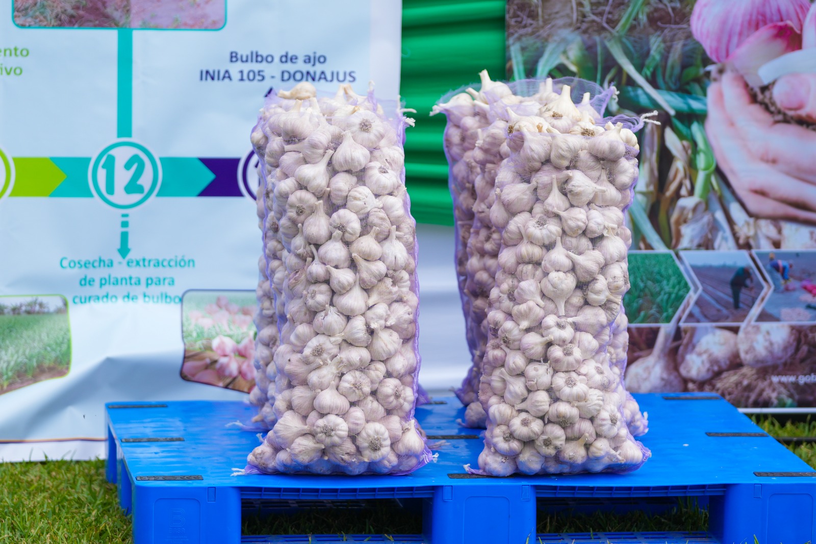 INIA transfiere tecnologías para incrementar calidad genética del ajo en Arequipa