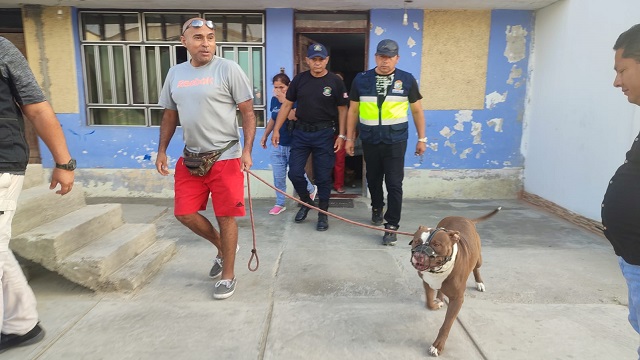 Perro Pitbull mata a otro can y sus dueños reciben multa en Nuevo Chimbote