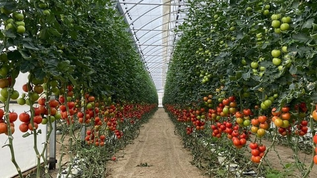 Chinecas ofrece brindar soporte técnico para invernaderos provisionales