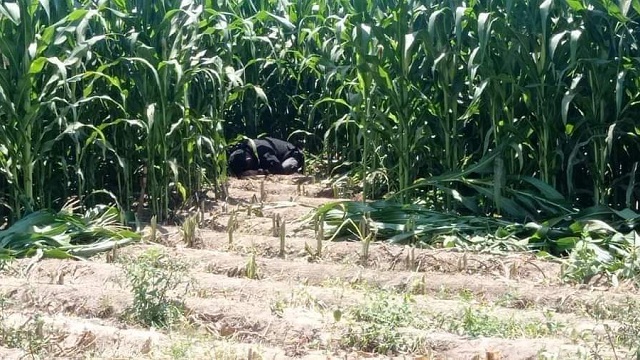 Huarmey: agricultor es hallado muerto entre sembríos de maíz