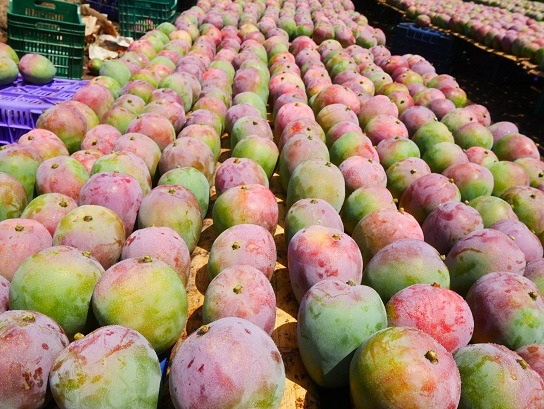 Países Bajos y Estados Unidos principales compradores de mango de Áncash y de Perú