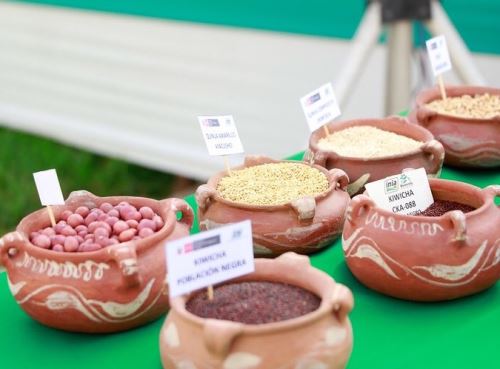 Conoce el valor nutricional de los granos andinos y cuáles son considerados superalimentos