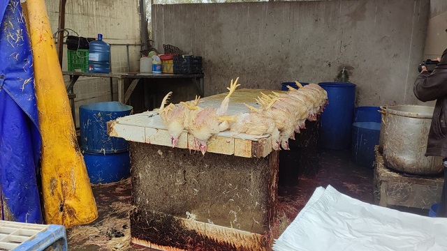 Clausuran en Nuevo Chimbote peladero clandestino de pollos por funcionar en condiciones de insalubridad