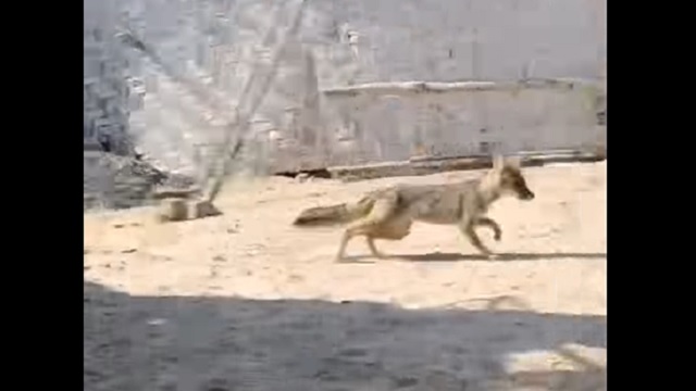 Zorrito aparece en medio de viviendas de A.H. Villa Municipal en Nuevo Chimbote