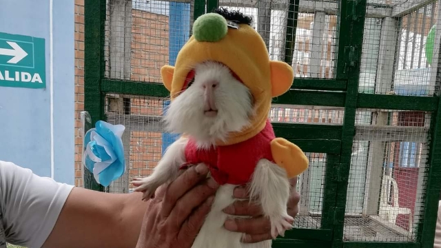 Nuevo Chimbote: realizarán segundo festival del cuy en polideportivo de Casuarinas