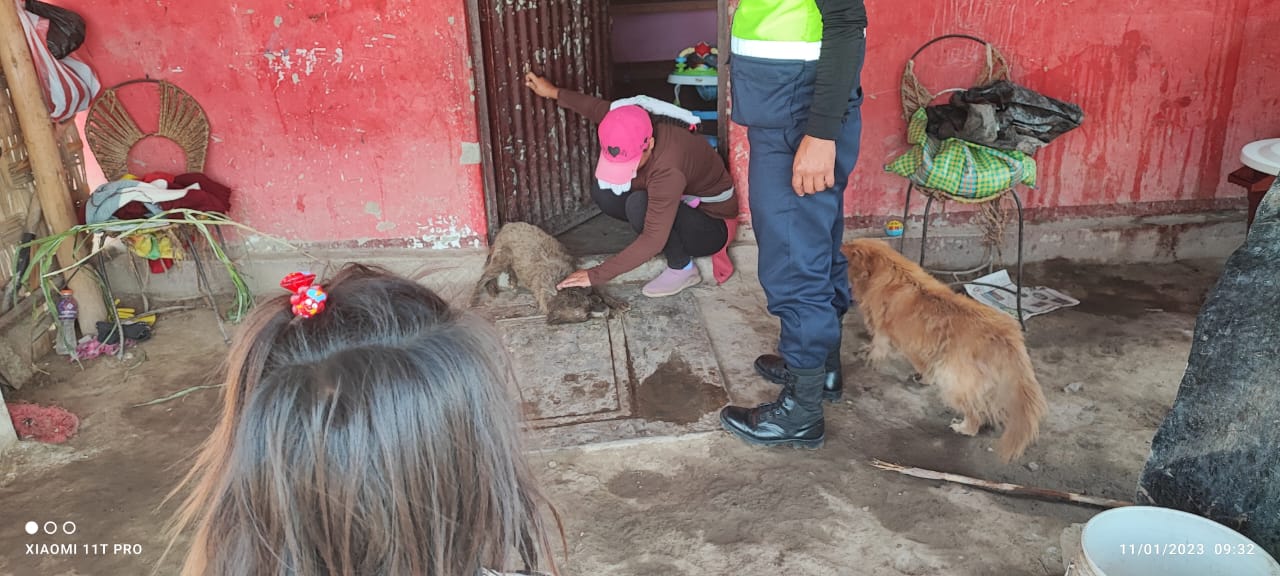 Nepeña: enfurecido can mata a mascota de una anciana y luego la ataca