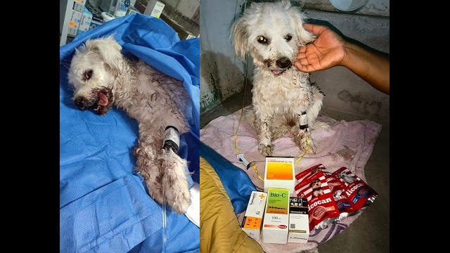 Nuevo Chimbote: sujetos golpean salvajemente a una perrita hasta romperle la mandíbula