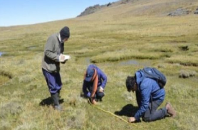 Áncash: investigan especies vegetales que pueden descontaminar el agua y suelo en nevados