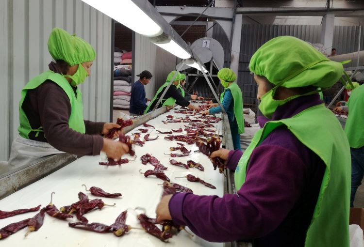 Agroexportaciones peruanas mostraron un crecimiento de 8.7%