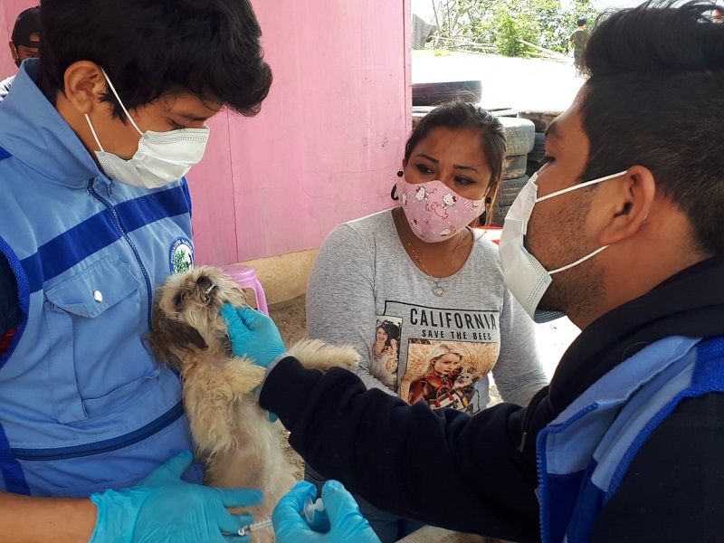 Chimbote: 140 mascotas fueron desparasitadas durante campaña gratuita
