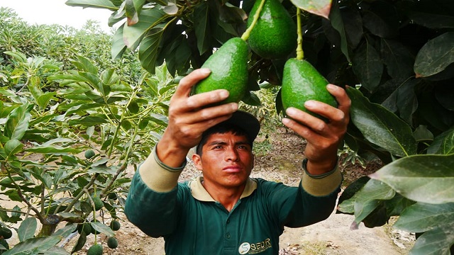 Moro perderá la mitad de su producción de palta y mango por sequía extrema