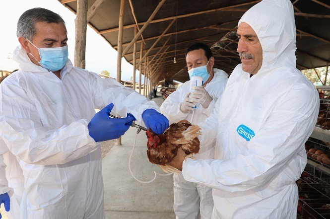 Perú inicia vacunación contra la influenza aviar                      