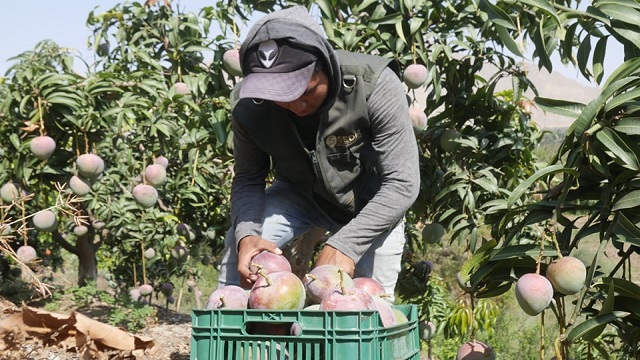 Casma: agricultores venden el kilo de mango a S/1 antes que producto se eche a perder