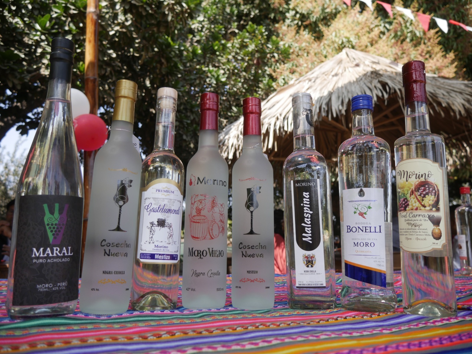 Vitivinicultores de Moro inician producción de destilado de uva en Áncash