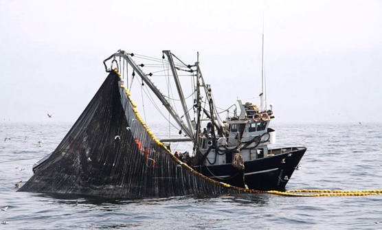 Produce autoriza pesca exploratoria de anchoveta en la zona norte-centro del país